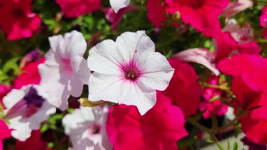 Vibrant petunias in shades of pink and white showcase their delicate, intricate petals against lush greenery. perfect for gardening inspiration, floral arrangements, or decor themes natural beauty and color harmony.
