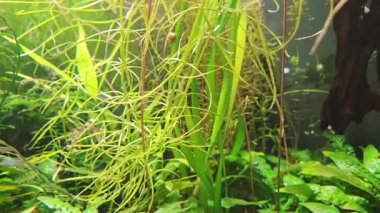 Dense, vibrant plants dominate an aquarium scene, with long stems and bright green leaves creating a natural, underwater jungle environment. a subtle glimpse of aquatic life enhances the lush, serene habitat.