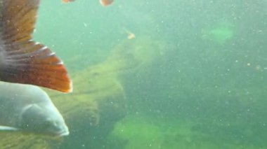 Underwater scene revealing fish swimming near submerged vegetation. light filters through murky water, creating a serene and natural aquatic environment perfect for exploring biodiversity.