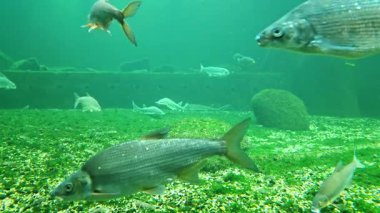 Vibrant underwater scene depicting a variety of fish swimming gracefully in their natural habitat. the image diversity of aquatic life with fish of different sizes and species set against a backdrop of aquatic plants and rocks.