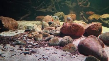 Tranquil underwater environment featuring colorful fish swimming amidst a rocky landscape. natural elements like stones, sand, and subtle lighting create an authentic aquatic habitat, perfect for nature and wildlife themes.
