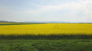 Expansive canola field stretches across the landscape under a clear sky, exhibiting vibrant yellow blossoms. distant mountains line the horizon, enhancing the serene agricultural scene, perfect for designs emphasizing nature and farming.