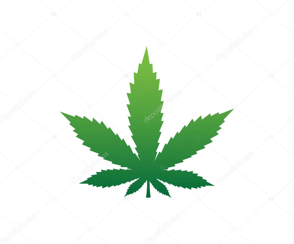 Cannabis green leaf icon. Marijuana leaf vector icon