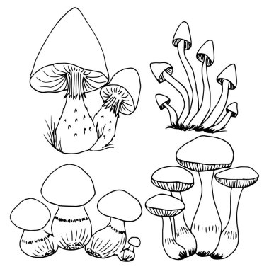 mantar vektör resimleme arkaplanı 