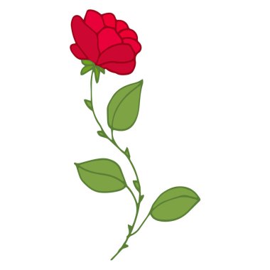 rose on white vector illustration