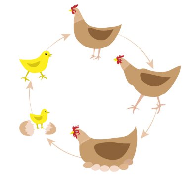 Chicken farm vector design illustration.  