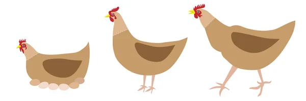 Three Domestic Hens Poultry Yard Vector Illustration — Stock Vector