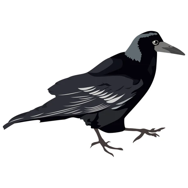 Negro Crow Vector Ilustración Fondo — Archivo Imágenes Vectoriales