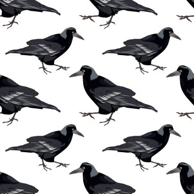 Beyaz arka planda kusursuz siyah kargalar