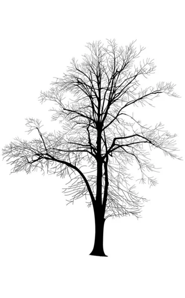 Μαύρη Σιλουέτα Δέντρου Λευκό Φόντο — Διανυσματικό Αρχείο