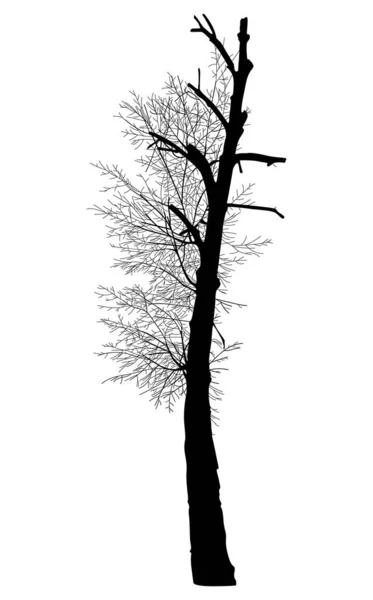 Schwarze Baumsilhouette Auf Weißem Hintergrund — Stockvektor