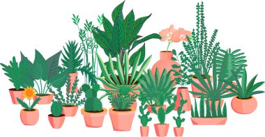 Saksıda büyük bir bitki seti. Ev dekorasyonu için bitkiler.