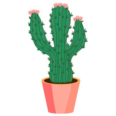 Saksıda çiçekli bir kaktüs bitkisi