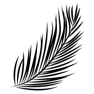 Siyah beyaz bir palmiye yaprağı.