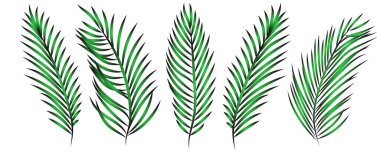 Dört yeşil palmiye yaprağı.