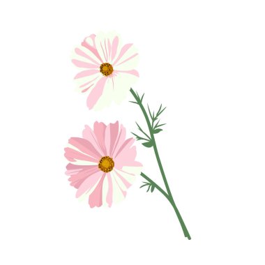 Beyaz renkteki narin çiçeklerin vektör çizimi