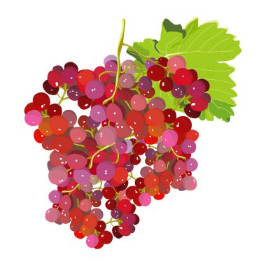 Bir demet olgun üzüm. Beyaz üzerine izole edilmiş. vektör illüstrasyonu