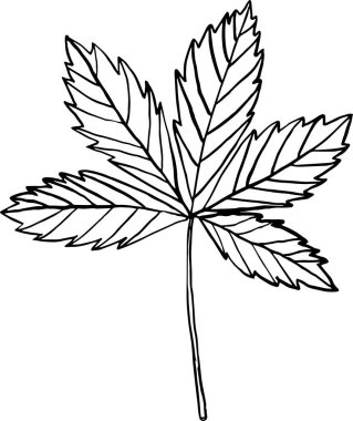 Beyaz arkaplanda üzüm yaprağı çizimi