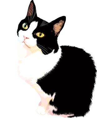 Şirin siyah beyaz kedi oturuyor. Vektör illüstrasyonu.