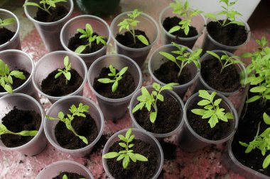Sebzelerin gül bahçesi. Domates fideleri naklediliyor. Plastik kaplarda genç maun sebzeler.