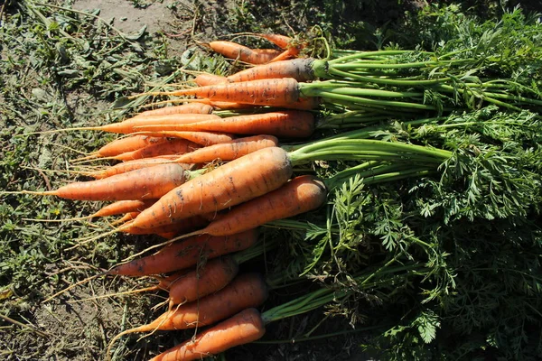 Havuç hasadı. Çiftlikte sonbahar hasadı. olgun havuçlar.