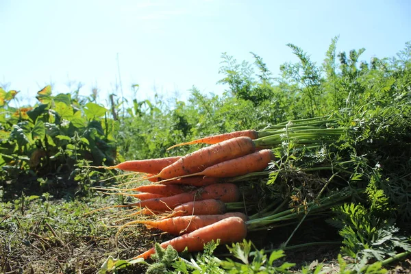 Havuç hasadı. Çiftlikte sonbahar hasadı. olgun havuçlar.
