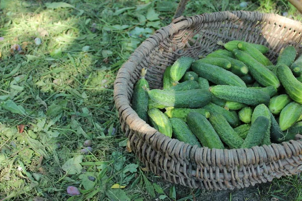 收获的黄瓜 菜园里有新鲜黄瓜的篮子 农场的秋收 — 图库照片#