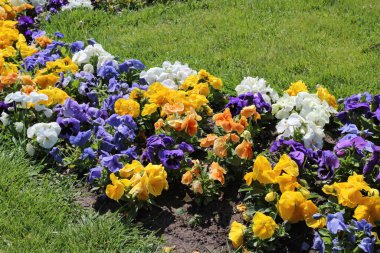 pansy flowers, alley of bright flowers in the park. Multi-colored pansies.