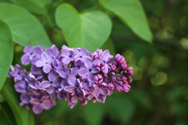 Lilac, a branch of a lilac flower. Floral background.