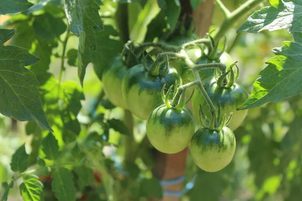 Tomato plants in agriculture., branch with tomatoes. Ripening crop of tomatoes. Green tomatoes in a greenhouse