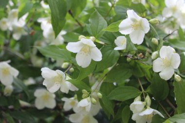 Güneş ışığında yasemin çiçekleri, narin beyaz çiçekler.
