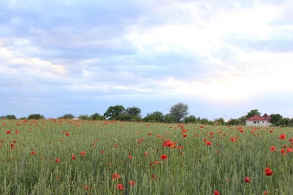 Field of wheat, green wheat against the backdrop of sunset clouds. Field of green wheat and red poppies. wild poppy flower among the field. Grain crop in the process of ripening, new crop.