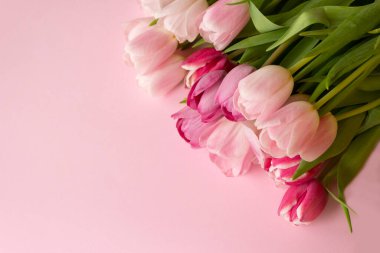 Laleler uzayı kopyalıyor. Pembe arka planda bahar laleleri. Narin bahar çiçekleri.