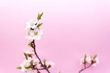 Kiraz çiçeği, kiraz ağacı.