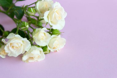 Beyaz bir gülün dalı. Nazik bir zemin üzerinde beyaz gül çiçeği. Metin için boşluk.