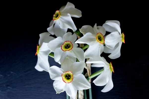 stock image White daffodils on an even background. The concept of spring. Gentle spring flower.