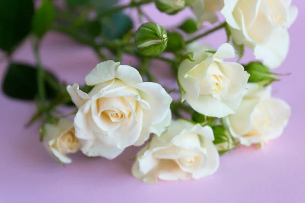 Branch White Rose White Rose Flower Close — Fotografia de Stock