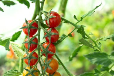 Domates, domatesli dal. Küçük kırmızı vişneli domates hasadı. Olgun domates