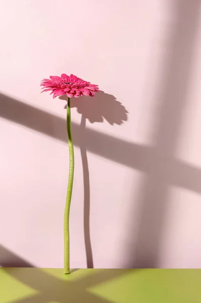Rosafarbene Gerbera Blume Lehnt Einer Wand Starker Schatten Vom Fensterrahmen Stockfoto