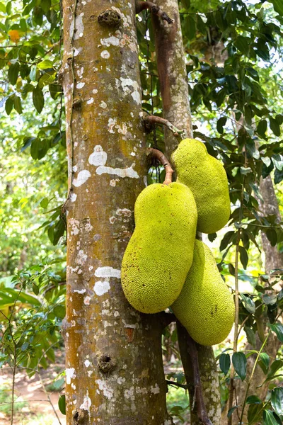 Jackfrüchte Wachsen Auf Einem Baum Tropischen Farmen Sansibar Afrika Köstliche lizenzfreie Stockfotos