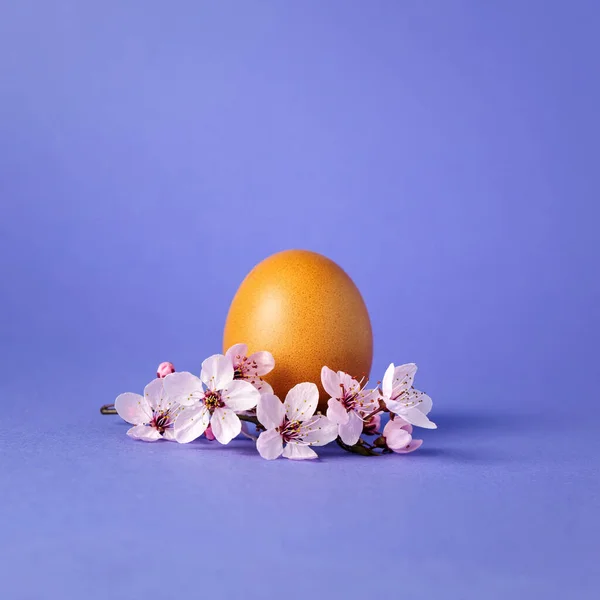 明るい青の背景に桜の花で飾られた普通の卵と最小限のイースターの休日の概念 正方形の写真 ロイヤリティフリーのストック画像