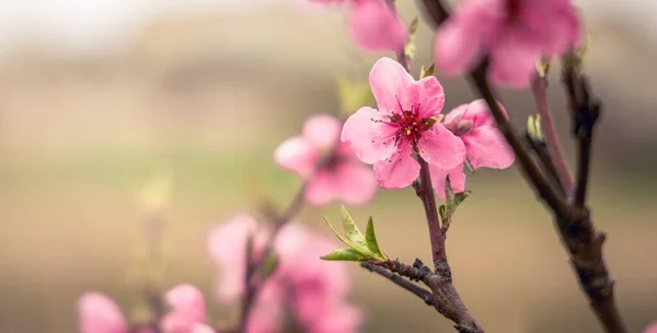 春はコピースペースで季節の背景を咲かせます きれいなピンクの桃の花の木の枝 ストック写真