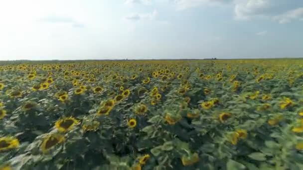 Жовті Соняшники Польові Врожаї Низького Рівня Повітряний Безпілотник Застрелив Сонячний — стокове відео