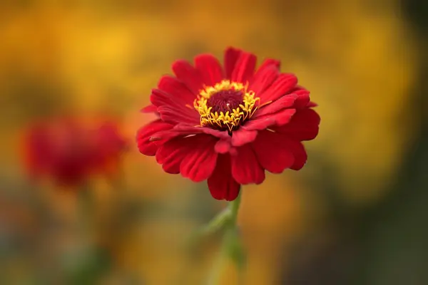 Sonbaharda sarı bokeh üzerine kırmızı çingene çiçeği