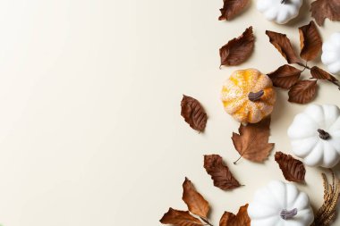 Süslü balkabaklarıyla sonbahar Şükran Günü kompozisyonu. Düz konum, yukarıdan görünüm, karşılama kartı için yaşam mevsimsel arkaplan, kopyalama alanı