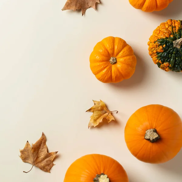 Podzimní Podzimní Díkůvzdání Dekorativními Dýněmi Byt Ležel Pohled Shora Zátiší Royalty Free Stock Obrázky