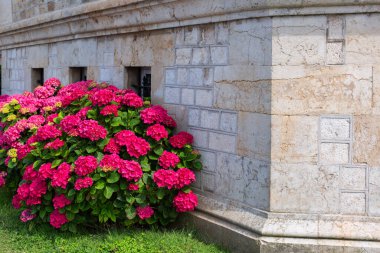 Santander, Cantabria 'daki Palacio Magdalena yakınlarında çiçek açan ortanca. Kuzey İspanya 'nın popüler tatil beldesi