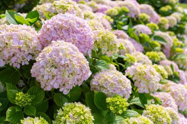 Santander, Cantabria 'daki Palacio Magdalena yakınlarında çiçek açan ortanca. Kuzey İspanya 'nın popüler tatil beldesi