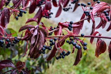 Mısırağacı (Cornus sanguinea), renkli sonbahar yaprakları. Çalının dalında olgunlaşan mısır gevreği meyveleri..