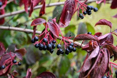 Mısırağacı (Cornus sanguinea), renkli sonbahar yaprakları. Çalının dalında olgunlaşan mısır gevreği meyveleri..